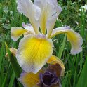 Iris spuria 'Betty Cooper' fleur